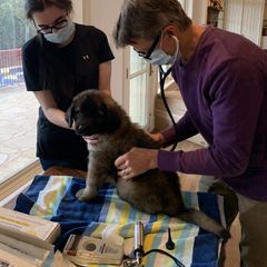 Leonberger Puppies from Yvain Leonbergers, LLC