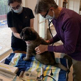 Leonberger Puppies from Yvain Leonbergers, LLC