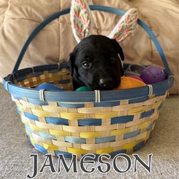 Jameson - Black male Labrador Retriever puppy in Water Valley, Mississippi from Three Lakes Labs & WHDs