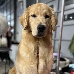 Cosmo - Golden Retriever