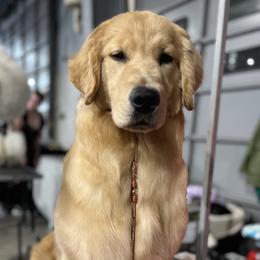 Cosmo - Golden Retriever