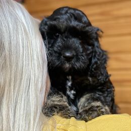 Aussiedoodle and Cockapoo Puppies from Dare to Doodle