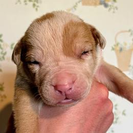 Boy 3 - male Alapaha Blue Blood Bulldog puppy in Grafton, Ohio from Eclipse Alapaha Kennels
