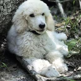 Poodles from Apparition Poodles