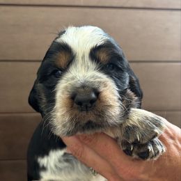 Crow - Black white and tan male English Springer Spaniel puppy in Robesonia, Pennsylvania from Rogue Mountain Manor