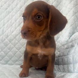 Boy 1 - Brown male Beagle puppy in Galax, Virginia from Dells  Dachshund’s