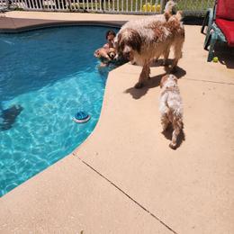 Goldendoodle Puppies from Costa's Curly Canines