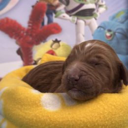 Jessie-orange collar - Red  female Goldendoodle puppy in Chino Valley, Arizona from Whiskey Row Royals