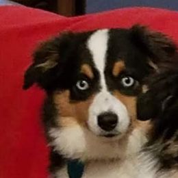 Annie Shae - Miniature Australian Shepherd