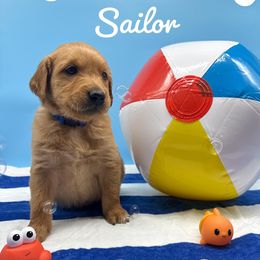 Golden Retriever Puppies from Nirvana Goldens