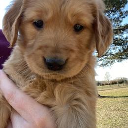 Girl 1 - Golden Retriever puppy in Wichita, Kansas from Libby Brown