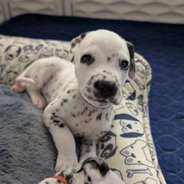 Fourth pick, male - White and black male Dalmatian puppy in Austin, Texas from Skye Dalmatians