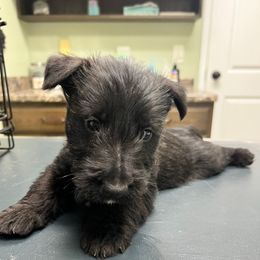 Mr. Chill - Black brindle male Scottish Terrier puppy in Chattanooga, Tennessee from Oodles of Cuties!