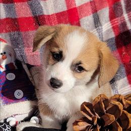 Black Paw Bandana Boy - Black and tan male Pembroke Welsh Corgi puppy in Cherokee, Oklahoma from MCS Farms-OK