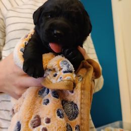 Labrador Retriever Puppies from Bear Bones Labradors