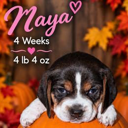 Shelby (purple) - Black white and tan female Beagle puppy in Trail, Oregon from Jennifer Knapp's AKC Beagles