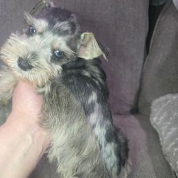 Boy 2 - Parti male Miniature Schnauzer puppy in Calera, Alabama from Burnett Cove Kennels