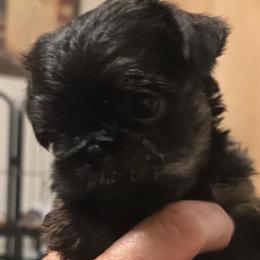 Boy 1 - Belge male Brussels Griffon puppy in Yucaipa, Texas from Griffs & Giggles Ranch - The Cortez Family