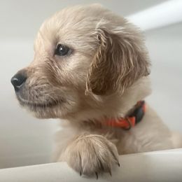 Golden Retrievers from Golden Crū