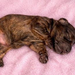 Juno - Brindle female Dachshund puppy in High Hill, Missouri from High Hill Hounds