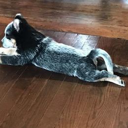 Australian Cattle Dog Puppies from Australian cattle dog company