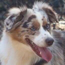 Dixie - Miniature Australian Shepherd