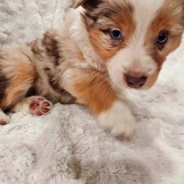 PAYDAY - Red merle Miniature Australian Shepherd puppy in Olton, Texas from Rejino Mini & Toy Aussies