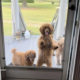 Poodle Puppies from Lisa Calderon