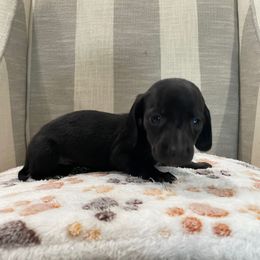 Mikos - Black male Dachshund puppy in Temple, Texas from Brit’s Doxie Crossing