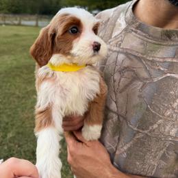 Spencer - Yellow - Red  female Goldendoodle puppy in Ruthorfordton, North Carolina from Duncan Doodles Goldendoodles