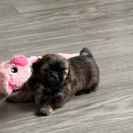 Bear - Chocolate male Shih Tzu puppy in Jacksonville, Florida from Michi Shih-Tzu