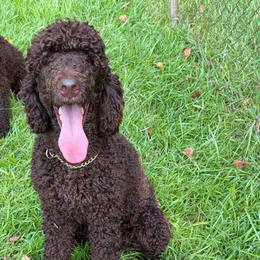 Duke - Brown male Poodle puppy in Atlanta, Georgia from Syren House Doodles & Poodles
