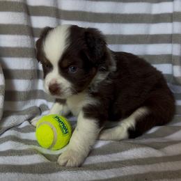 Charlie - Red tri-color male Miniature American Shepherd puppy in Lincoln, Nebraska from Husker Mini Aussies