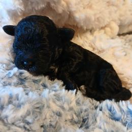 Fiona - Black female Havapoo puppy in Blanch, North Carolina from Faithful Hearts Kennel