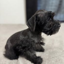 Boy 3 - Black male Miniature Schnauzer puppy in Decatur, Texas from Virgil Farms