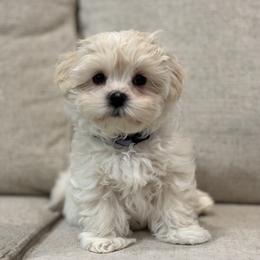 Maltipoo puppies from Maine's Maltipoos