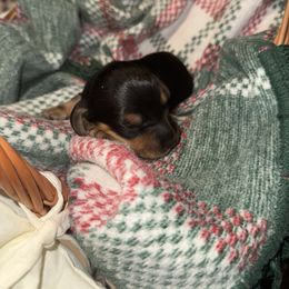 Blair - Black and tan female Dachshund puppy in Pontotoc, Mississippi from Toddy Kennels
