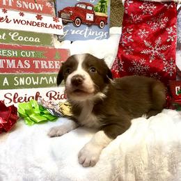 Border Collie and Jack Russell Terrier Puppies from CP FARMS BORDER COLLIES N JACKS CORP