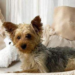 Carney’s Babette - Yorkshire Terrier
