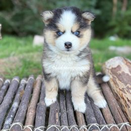 Rosalie - Gray and white female Pomsky puppy in Coos Bay, Oregon from Ocean View Pomskies