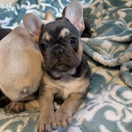 Lucy - Blue female French Bulldog puppy in Yarmouth, Maine from Wyatt and co Frenchies