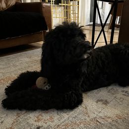 Kona - Bernedoodle
