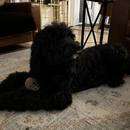 Kona - Bernedoodle