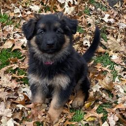 Pink Collar - Black and red female German Shepherd puppy in Lansing, Michigan from Divine German Shepherds