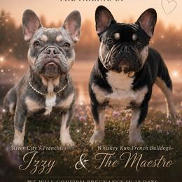 French Bulldog puppies from River City Frenchies