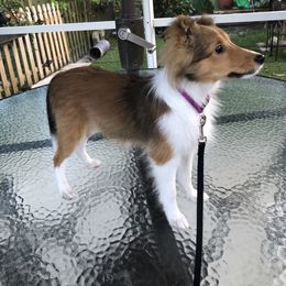 Shetland Sheepdog All Grown Up from Yardart Shelties