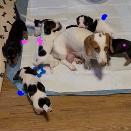 Dachshund Puppies from Matalik’s Mini’s