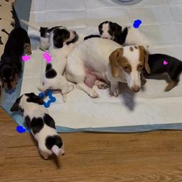 Dachshund Puppies from Matalik’s Mini’s