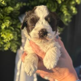 Green girl - Parti female Miniature Schnauzer puppy in Oneonta, Alabama from Murphree Valley Kennels