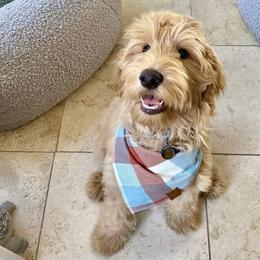 Goldendoodle Puppies from Lundee Doodles